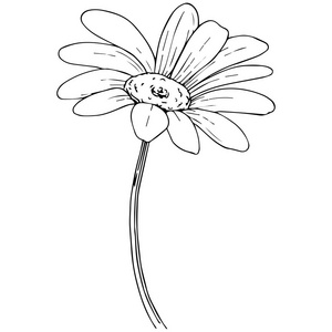 洋甘菊纹身图片 洋甘菊纹身素材 洋甘菊纹身插画 摄图新视界 洋甘菊纹身图片 洋甘菊纹身素材 洋甘菊纹身插画 摄图新视界