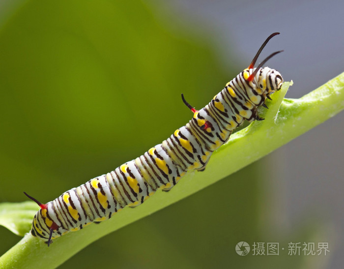 帝王蝶毛虫在乳草