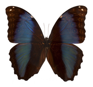 孤立在白色背景上的黑色和蓝色蝴蝶