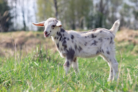 斑点小 goatling 的画像在草甸, 白色山羊与灰色斑点