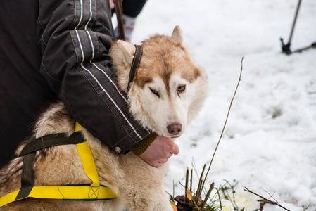 西伯利亚雪橇犬肖像特写 sno 背景