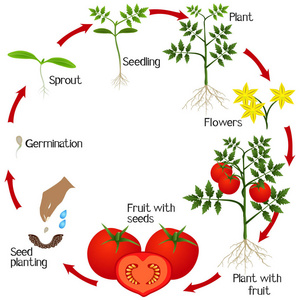 番茄苗生长过程图片