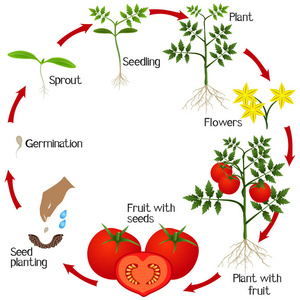 小番茄生长周期图图片