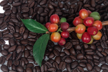 新鲜咖啡豆在干燥咖啡豆背景