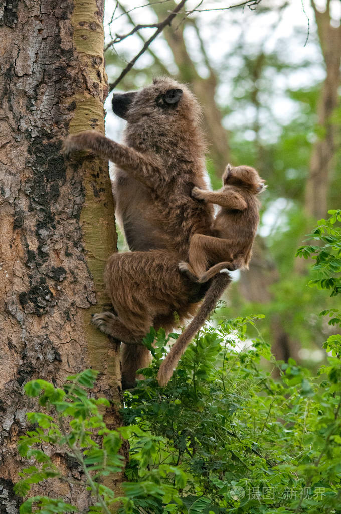 babbon 在自然栖息地野生动物肯尼亚非洲关闭