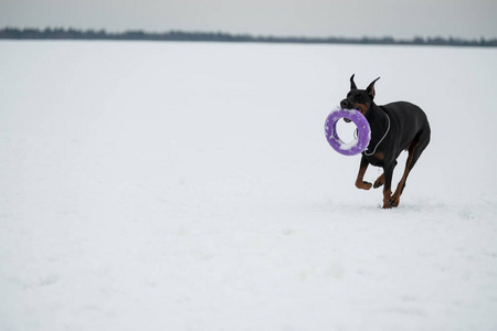 在雪地里训练和玩狗杜宾