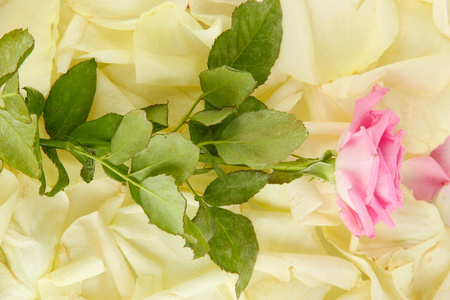 心的粉红花瓣特写被包围的白色玫瑰花瓣的片段