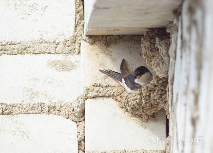 燕子坐在一座多层建筑的屋顶下的鸟巢里