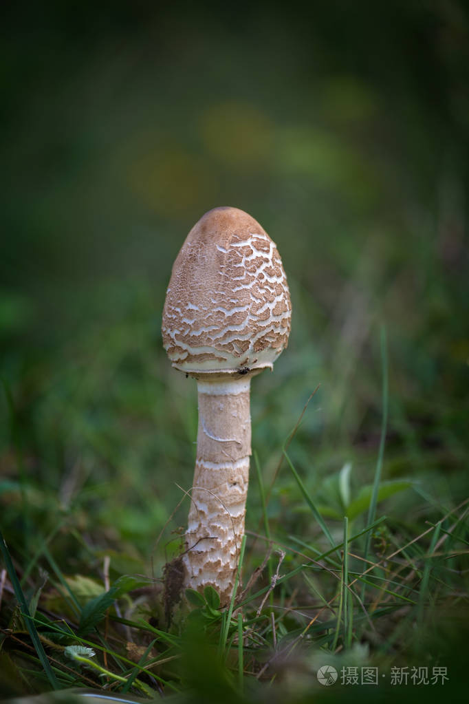 年轻的阳伞蘑菇在早晨的阳光下