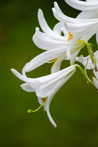 美丽的百合花成长在夏天在新鲜的空气