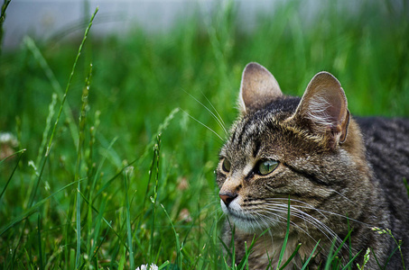 猫在绿草上的清新空气中漫步