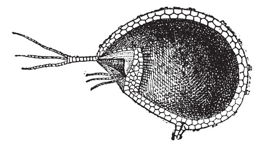 狸或 bladderworts，切割囊复古雕刻