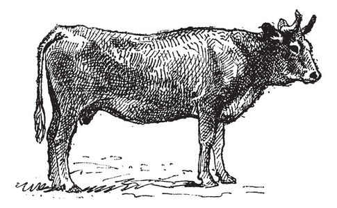 parthenais，法国牛的品种，复古雕刻