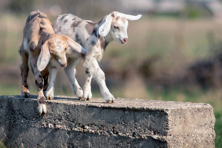 两个漂亮的斑点 goatlings plaing 在一个混凝土块上