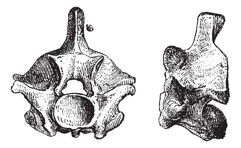 爬行动物椎骨，复古雕刻