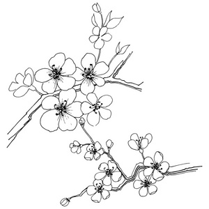 樱花的矢量风格孤立。植物全名 樱花。背景纹理包装图案框架或边框的矢量花
