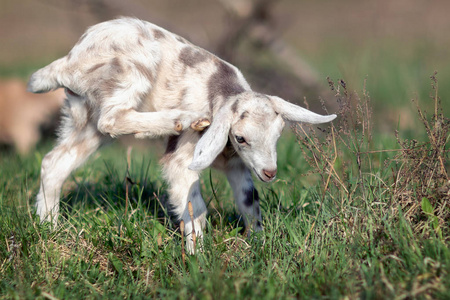 白灰斑点 goatling 在草地上放牧