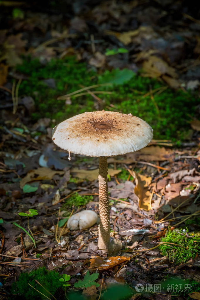 年轻的阳伞蘑菇在早晨的阳光下