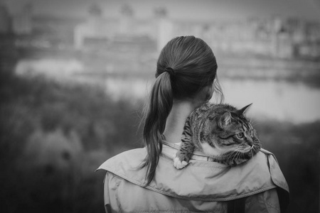 散步的猫图片