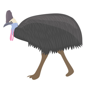 描绘南方 cassowary 的一只黑色小脸蛋