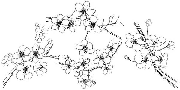 樱花的矢量风格孤立。植物全名 樱花。背景纹理包装图案框架或边框的矢量花
