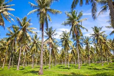 关于吉利 特雷瓦干岛 印度尼西亚棕榈树