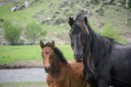 一个马驹和一匹马坐在绿色的草地上