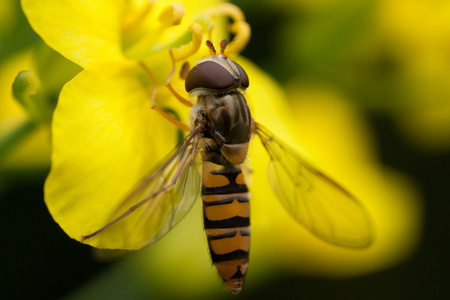 hoverfly 吃花蜜从一朵黄色的花