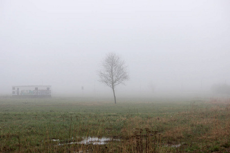 一棵孤独的小树和房子在雾中在一个空置的地段在春天清晨