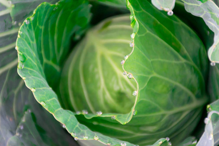 花园里新鲜的卷心菜