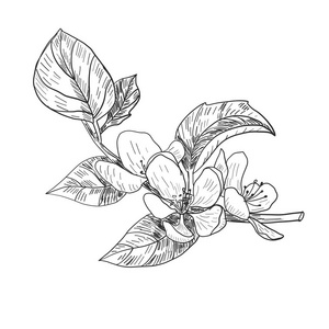 大面积樱花纹身图片-大面积樱花纹身素材-大面积樱花纹身插画-摄图新