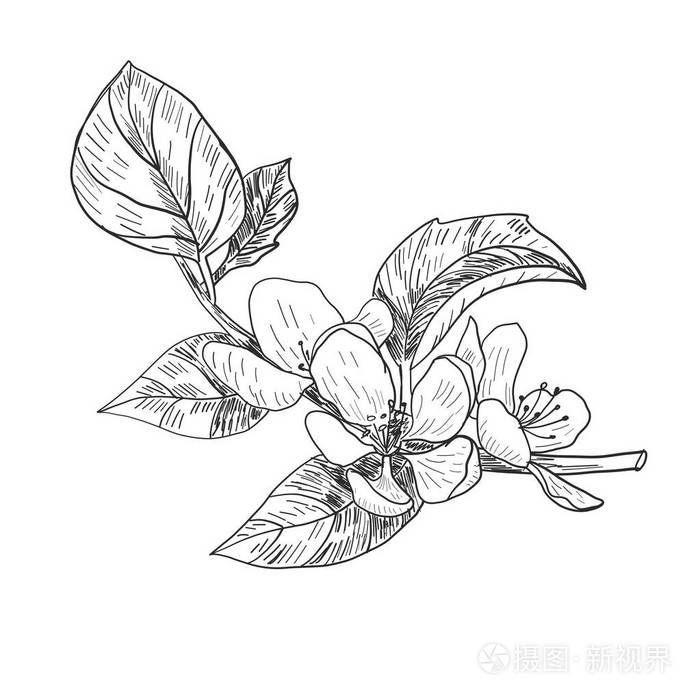 树枝樱花开花.矢量插图