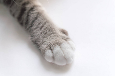 小猫的腿看起来很可爱在白色桌上照片
