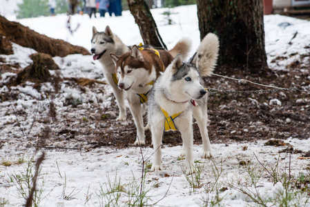 年轻快乐的赫斯基狗爱斯基摩犬在冬天，室外雪黑色