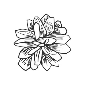 松塔松子和松果松子仁木背景绿色小树枝的松树与孢子叶球松果和坚果