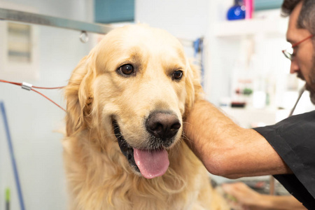 在美容沙龙, 清洁和健康的动物概念的金色猎犬关闭