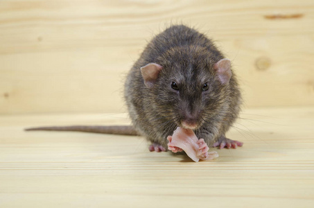 老鼠吃老鼠在木桌上吃油照片