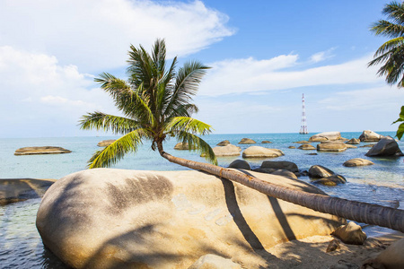位于越南坚的圣子岛椰子海滩椰子树。富国岛附近