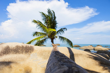 位于越南坚的圣子岛椰子海滩椰子树。富国岛附近