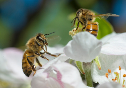 关于苹果花蜂蜜蜂