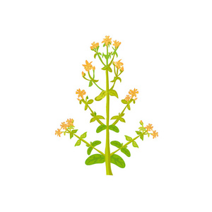 植物中药材连翘插画-植物中药材连翘手绘-植物中药材连翘卡通图-摄图