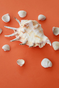 橙色背景上的海贝壳