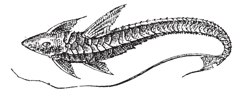 loricariinae 复古雕刻