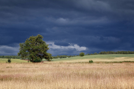 立陶宛田野里, 有一棵树的风景和暴风雨前阴沉的天空