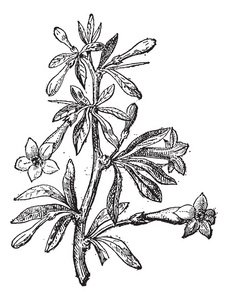 枸杞枸杞europaeum或枸杞的花和植物，VIN