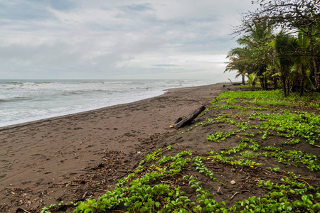 哥斯达黎加 Tortuguero 国家公园海滩