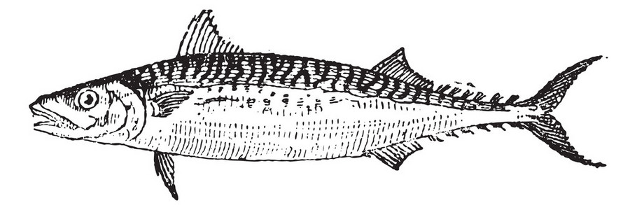 大西洋鲭鱼或鲐鱼 scombrus，复古雕刻