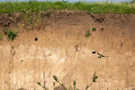 Merops apiaster 鸟在巢旁边