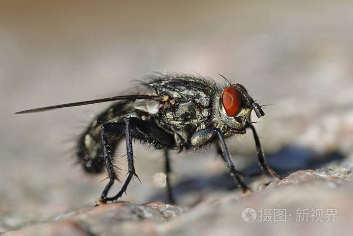 从侧面看到的肉苍蝇的宏观照片