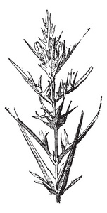 牛小麦或 melampyrum sp.，复古雕刻